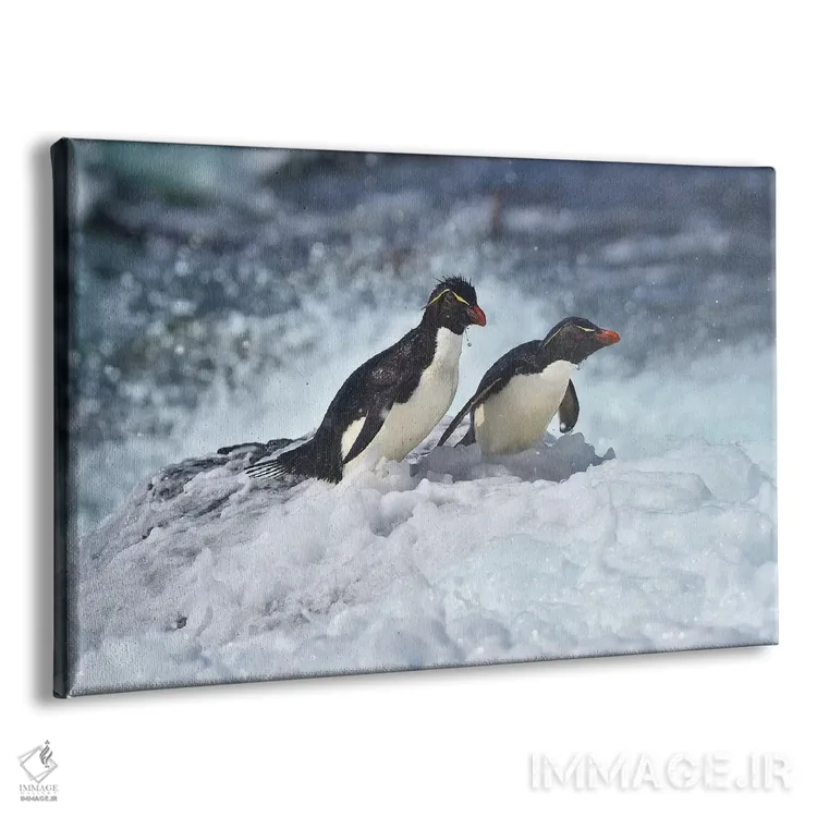 تابلو آخرین پنگوئنهای راکهوپر ایستاده (گونه پنگوئن) اثر المر وایس - نمای پرسپکتیو محصول