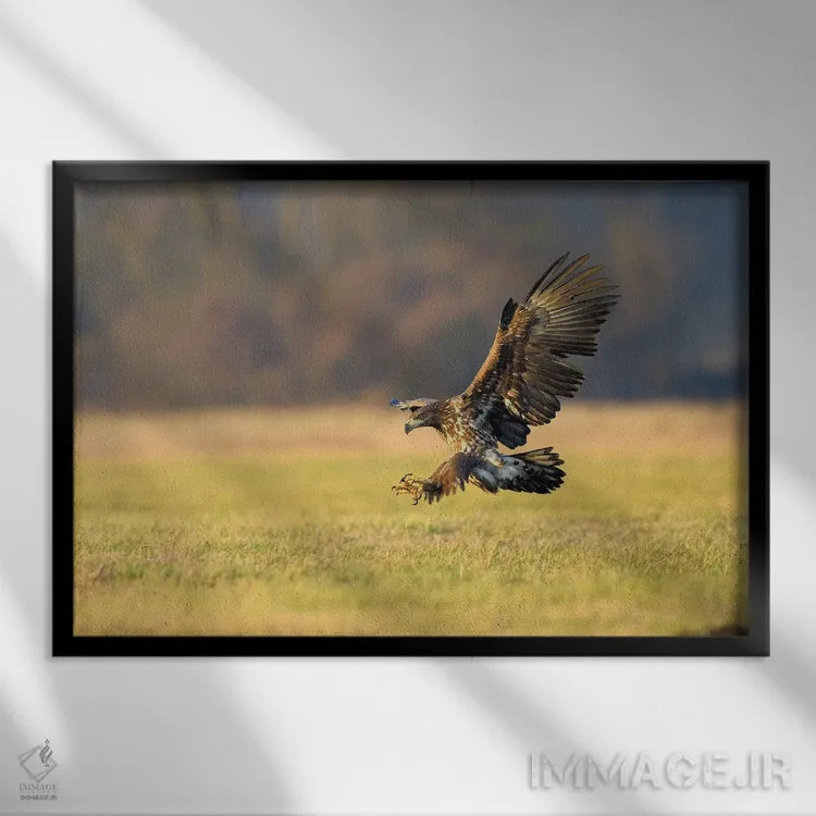 تابلو فرود عقاب دریایی اثر المر وایس - نمای قابدار مشکی