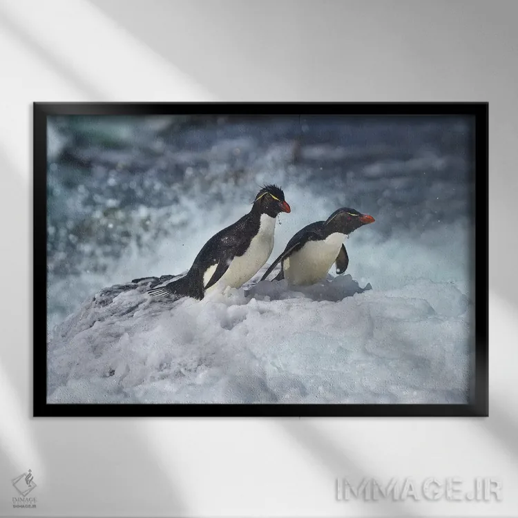 تابلو آخرین پنگوئنهای راکهوپر ایستاده (گونه پنگوئن) اثر المر وایس - نمای قابدار مشکی