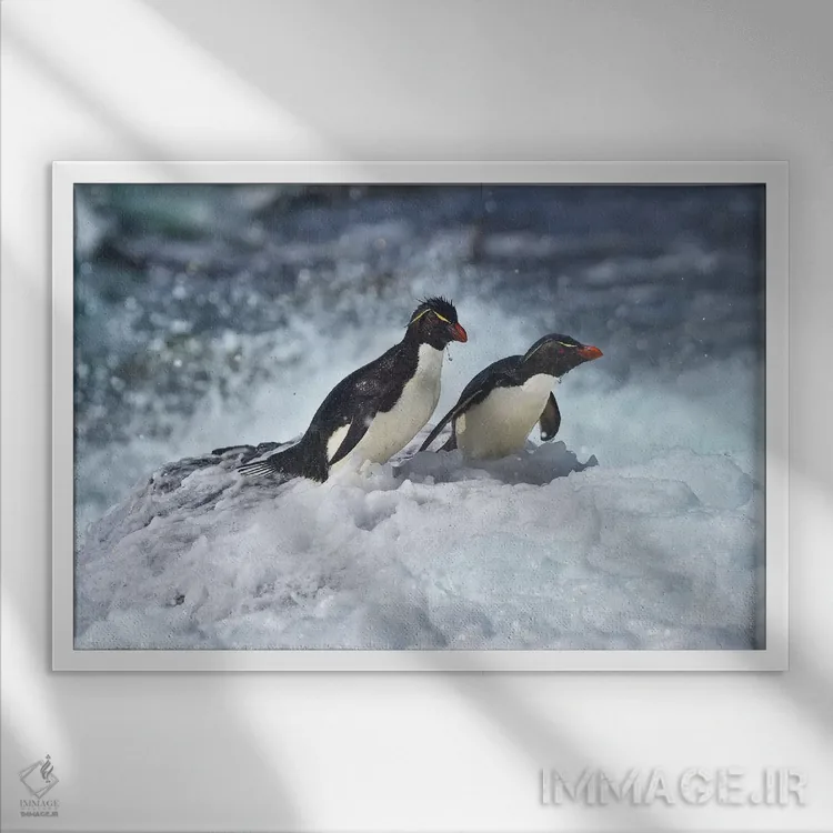 تابلو آخرین پنگوئنهای راکهوپر ایستاده (گونه پنگوئن) اثر المر وایس - نمای قابدار سفید