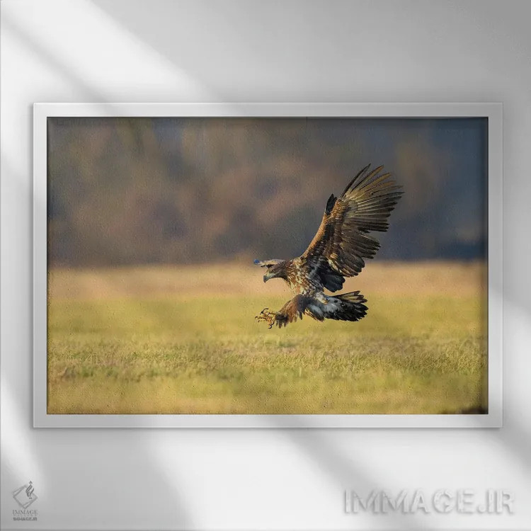 تابلو فرود عقاب دریایی اثر المر وایس - نمای قابدار سفید