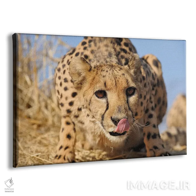 تابلو نمای نزدیک یوزپلنگ اثر المر وایس - نمای پرسپکتیو محصول