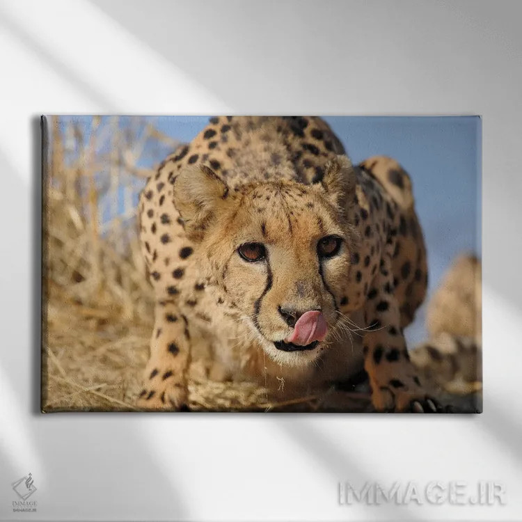 تابلو نمای نزدیک یوزپلنگ اثر المر وایس - نمای روبهرو روی دیوار