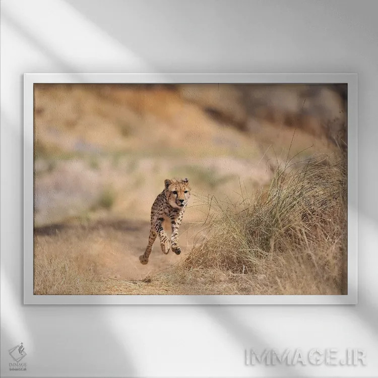 تابلو یوزپلنگ در حال پرش اثر المر وایس - نمای قابدار سفید