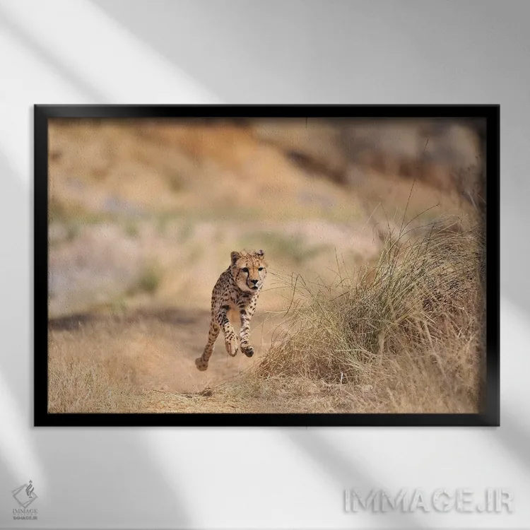 تابلو یوزپلنگ در حال پرش اثر المر وایس - نمای قابدار مشکی
