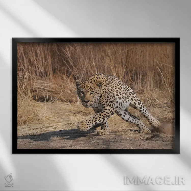 تابلو حمله پلنگ اثر المر وایس - نمای قابدار مشکی