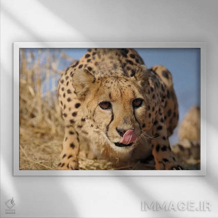 تابلو نمای نزدیک یوزپلنگ اثر المر وایس - نمای قابدار سفید