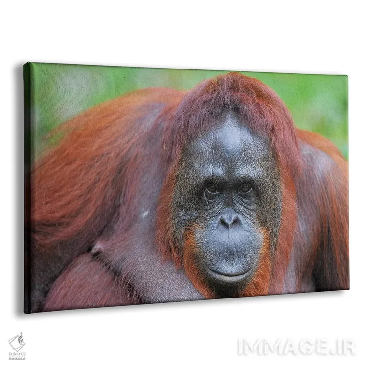 تابلو نمای نزدیک اورانگوتان اثر المر وایس - نمای پرسپکتیو محصول