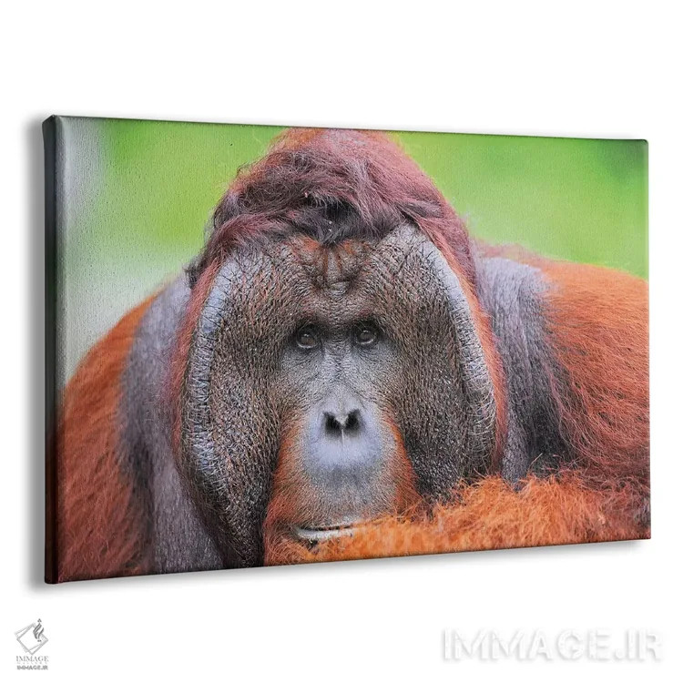تابلو اورانگوتان نر غالب اثر المر وایس - نمای پرسپکتیو محصول