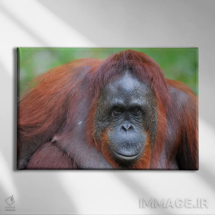 تابلو نمای نزدیک اورانگوتان اثر المر وایس - نمای روبهرو روی دیوار