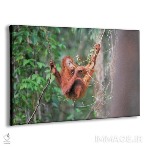 تابلو اورانگوتان خوشخوراک اثر المر وایس - نمای پرسپکتیو محصول