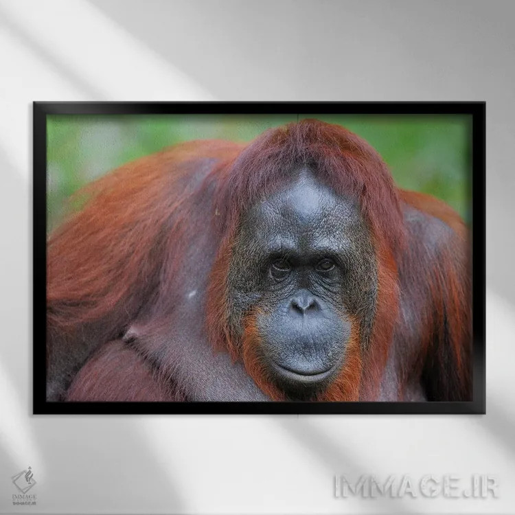 تابلو نمای نزدیک اورانگوتان اثر المر وایس - نمای قابدار مشکی