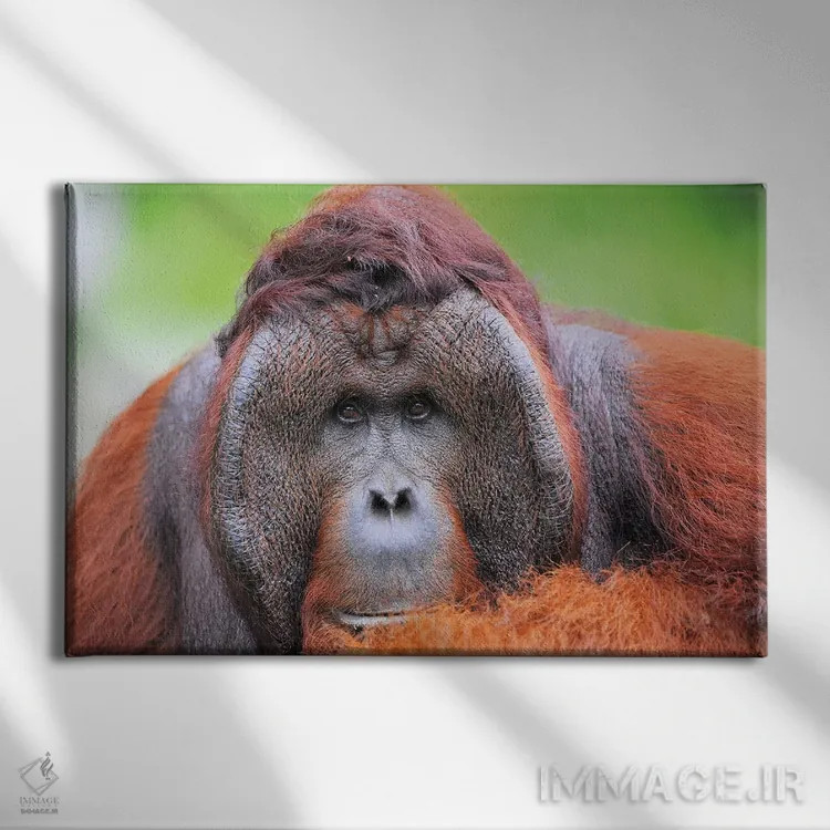 تابلو اورانگوتان نر غالب اثر المر وایس - نمای روبهرو روی دیوار