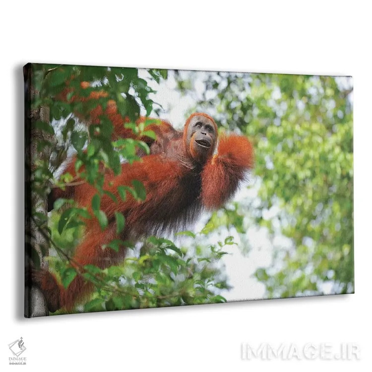 تابلو اورانگوتان در میان درختان اثر المر وایس - نمای پرسپکتیو محصول