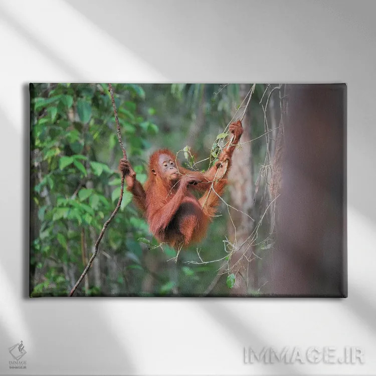 تابلو اورانگوتان خوشخوراک اثر المر وایس - نمای روبهرو روی دیوار