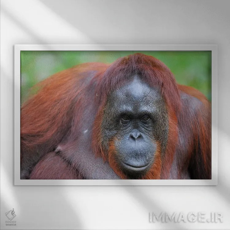تابلو نمای نزدیک اورانگوتان اثر المر وایس - نمای قابدار سفید