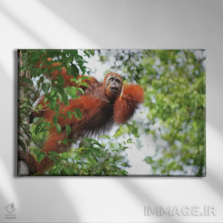 تابلو اورانگوتان در میان درختان اثر المر وایس - نمای روبهرو روی دیوار