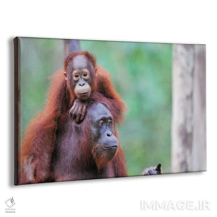 تابلو مادر اورانگوتان و فرزندش اثر المر وایس - نمای پرسپکتیو محصول