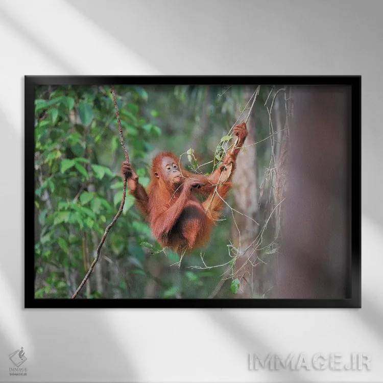 تابلو اورانگوتان خوشخوراک اثر المر وایس - نمای قابدار مشکی