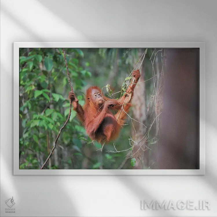 تابلو اورانگوتان خوشخوراک اثر المر وایس - نمای قابدار سفید