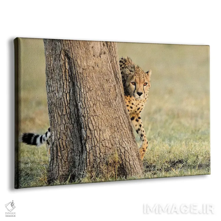 تابلو یوزپلنگ در حال قایم موشک اثر المر وایس - نمای پرسپکتیو محصول