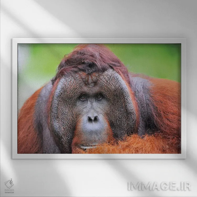 تابلو اورانگوتان نر غالب اثر المر وایس - نمای قابدار سفید