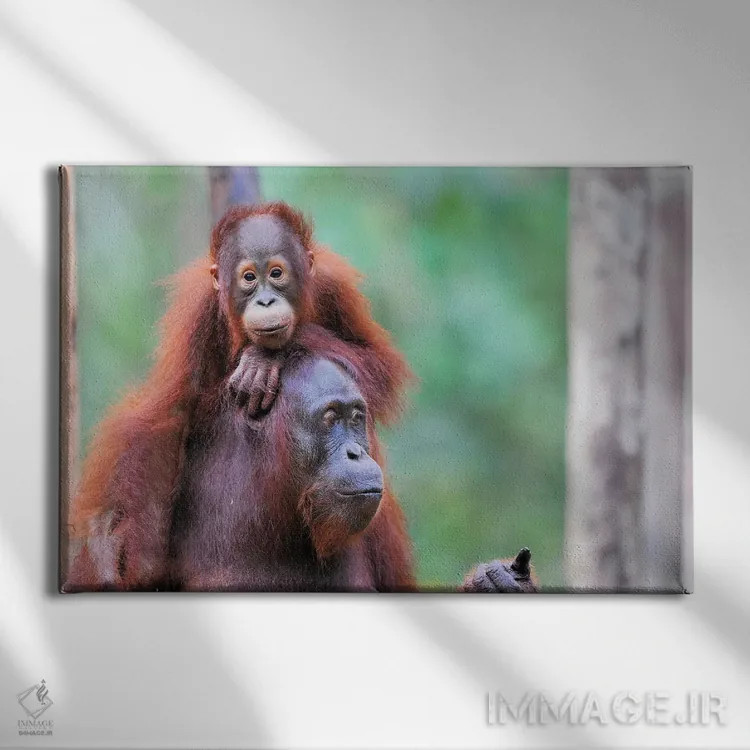 تابلو مادر اورانگوتان و فرزندش اثر المر وایس - نمای روبهرو روی دیوار