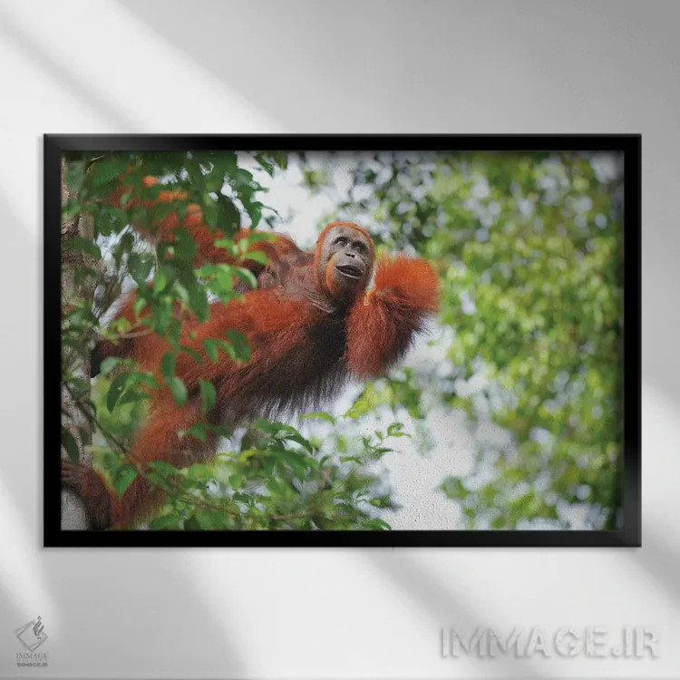 تابلو اورانگوتان در میان درختان اثر المر وایس - نمای قابدار مشکی