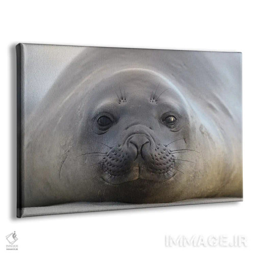 تابلو فک فیلی (نوعی فوک) اثر المر وایس - نمای پرسپکتیو محصول