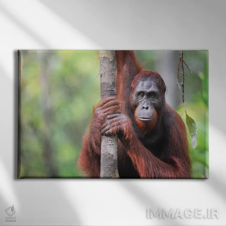 تابلو نمای روبرو اورانگوتان اثر المر وایس - نمای روبهرو روی دیوار