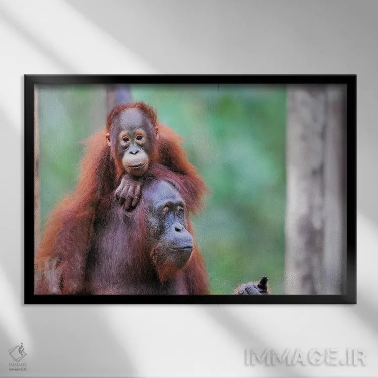 تابلو مادر اورانگوتان و فرزندش اثر المر وایس - نمای قابدار مشکی