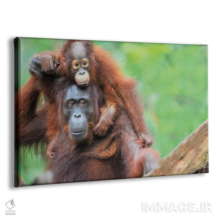 تابلو اورانگوتانهای کولسواری اثر المر وایس - نمای پرسپکتیو محصول