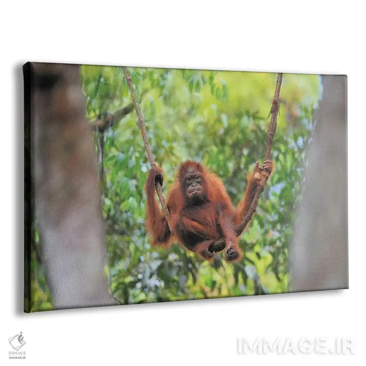 تابلو نوجوان اورانگوتان روی پیچک نشسته اثر المر وایس - نمای پرسپکتیو محصول