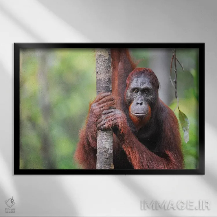 تابلو نمای روبرو اورانگوتان اثر المر وایس - نمای قابدار مشکی