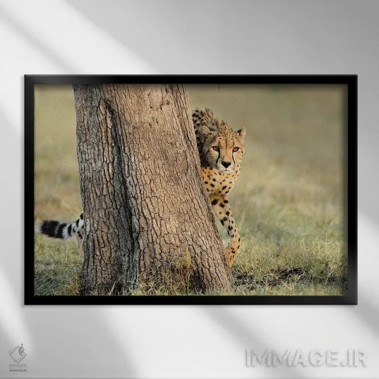 تابلو یوزپلنگ در حال قایم موشک اثر المر وایس - نمای قابدار مشکی