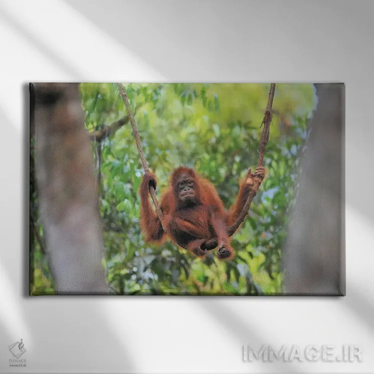 تابلو نوجوان اورانگوتان روی پیچک نشسته اثر المر وایس - نمای روبهرو روی دیوار