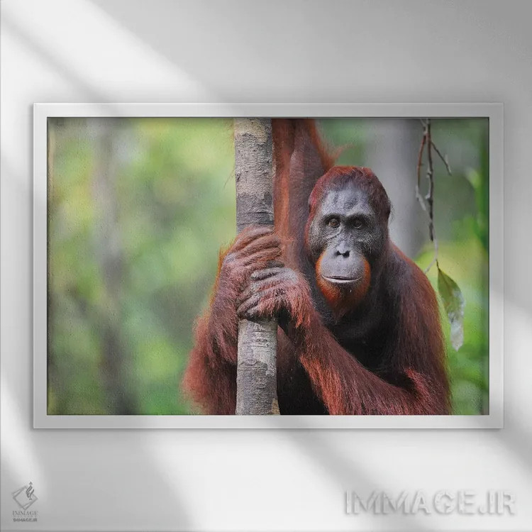 تابلو نمای روبرو اورانگوتان اثر المر وایس - نمای قابدار سفید