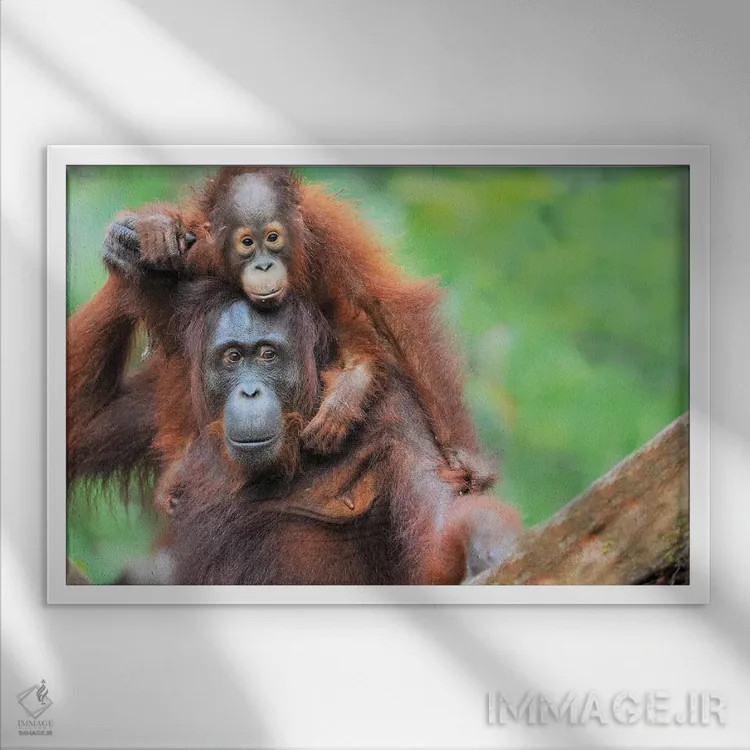 تابلو اورانگوتانهای کولسواری اثر المر وایس - نمای قابدار سفید