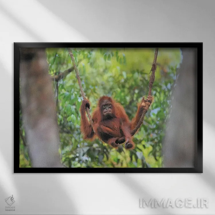 تابلو نوجوان اورانگوتان روی پیچک نشسته اثر المر وایس - نمای قابدار مشکی