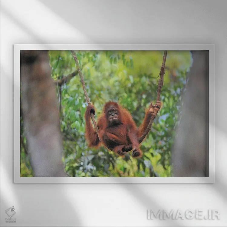 تابلو نوجوان اورانگوتان روی پیچک نشسته اثر المر وایس - نمای قابدار سفید