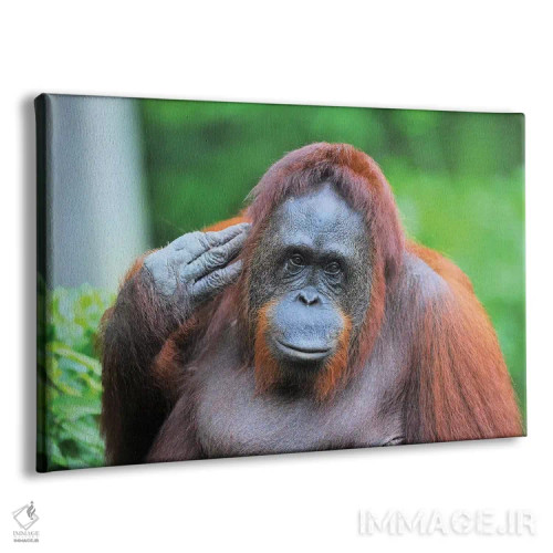 تابلو اورانگوتان در حال ژست گرفتن اثر المر وایس - نمای پرسپکتیو محصول