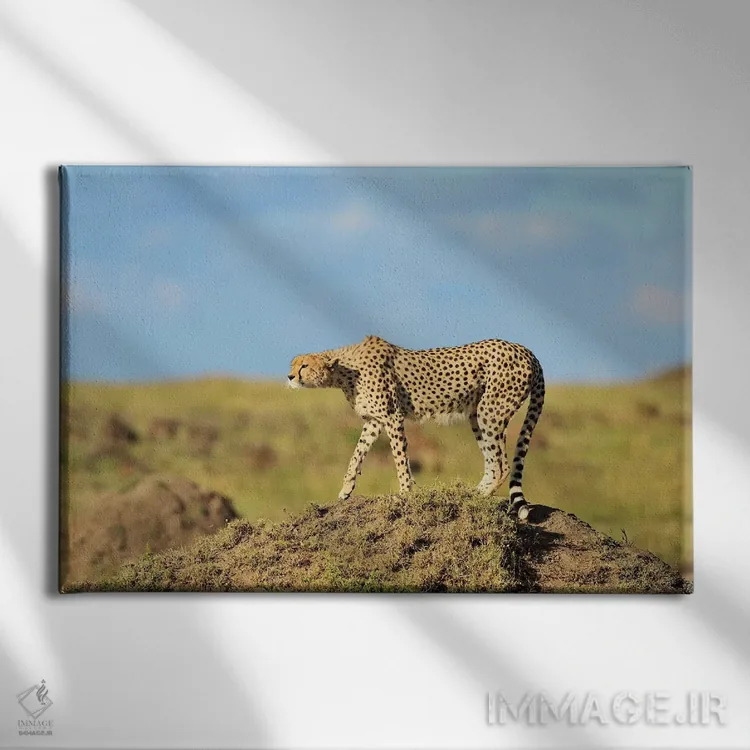 تابلو طعمه در دیدرس اثر المر وایس - نمای روبهرو روی دیوار