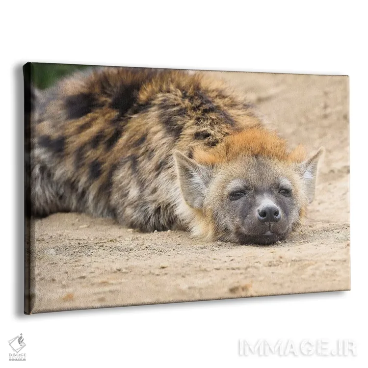 تابلو کفتار در حال استراحت اثر المر وایس - نمای پرسپکتیو محصول