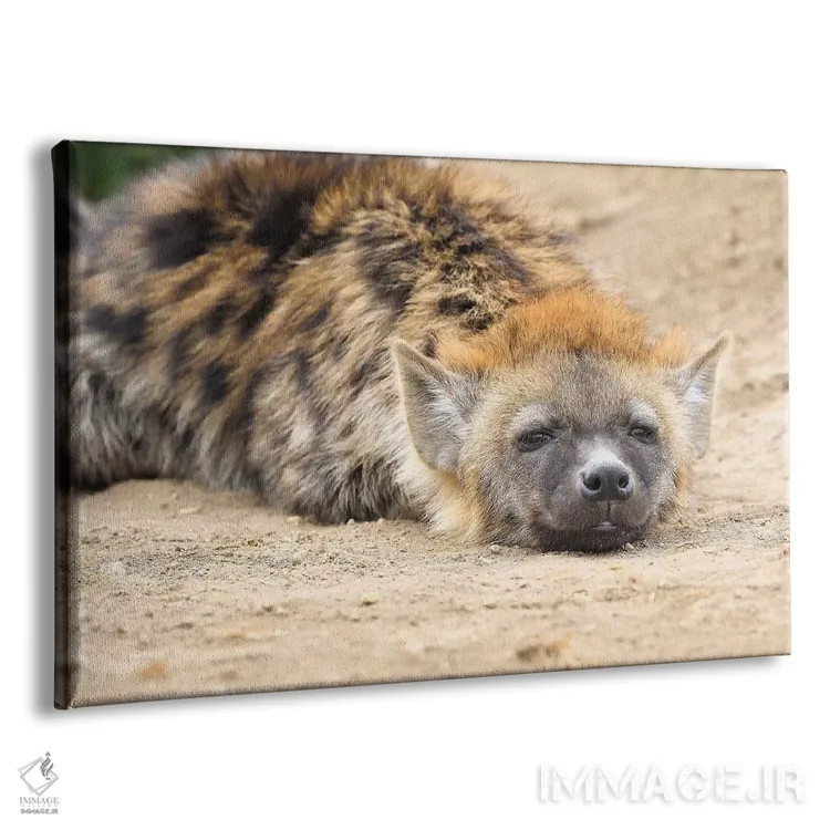 تابلو کفتار در حال استراحت اثر المر وایس - نمای پرسپکتیو محصول