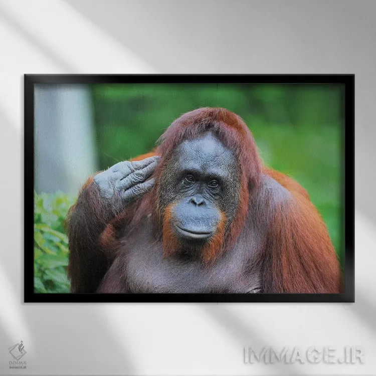 تابلو اورانگوتان در حال ژست گرفتن اثر المر وایس - نمای قابدار مشکی