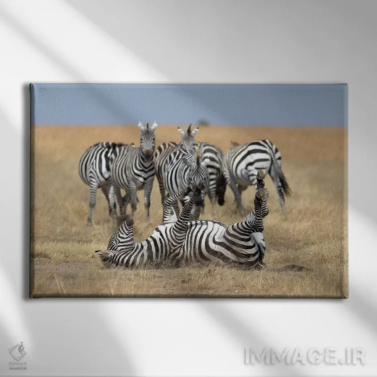 تابلو گورخر آرام اثر المر وایس - نمای روبهرو روی دیوار