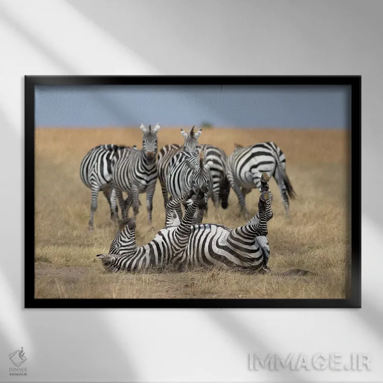 تابلو گورخر آرام اثر المر وایس - نمای قابدار مشکی