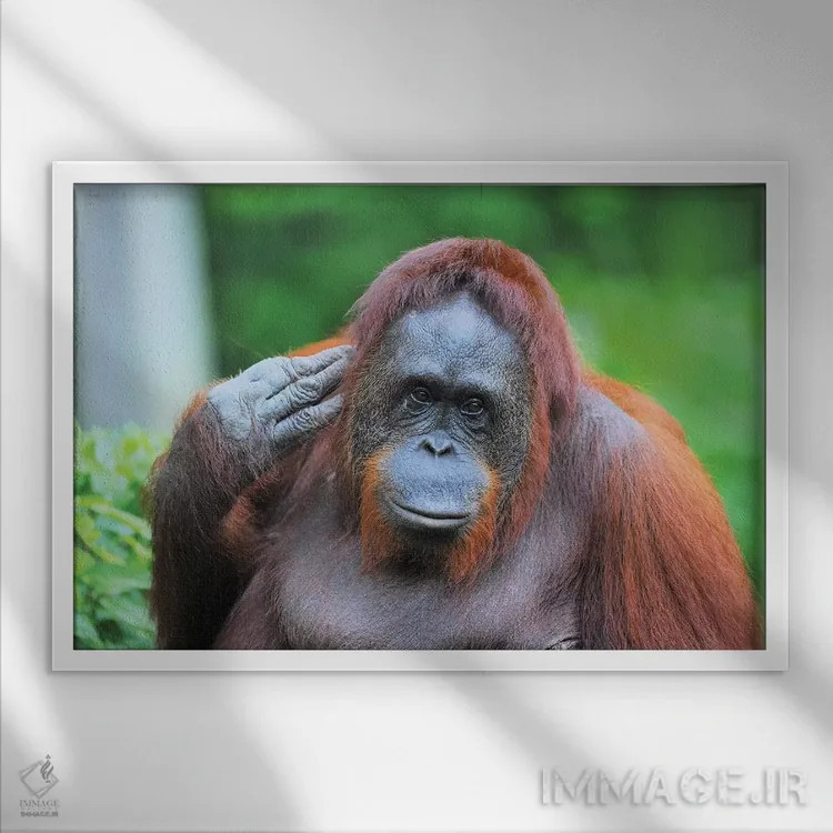 تابلو اورانگوتان در حال ژست گرفتن اثر المر وایس - نمای قابدار سفید