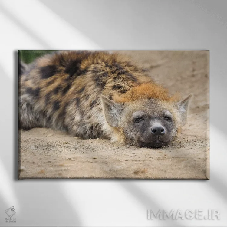 تابلو کفتار در حال استراحت اثر المر وایس - نمای روبهرو روی دیوار