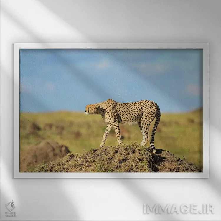 تابلو طعمه در دیدرس اثر المر وایس - نمای قابدار سفید